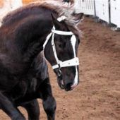 Wer ist der prächtigste Hengst?