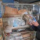 55 Jahre mit Bulldog durch die Stadt