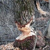 Gamswild kommt bis ins Tal herunter