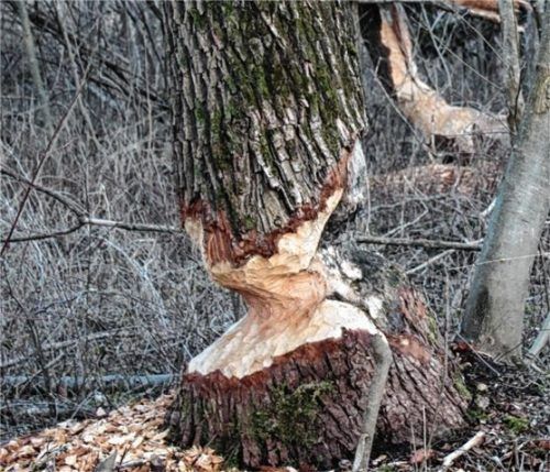 Auch vor Wanderwegen machen Biber nicht halt. Angenagte Bäume könnten schon bei geringer Windstärke umfallen und arglose Naherholungssuchende gefährden, sagen die Nußdorfer Jagdgenossen.Foto Steffenhagen