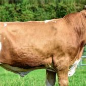 Großer Tag für Menschen und Tiere