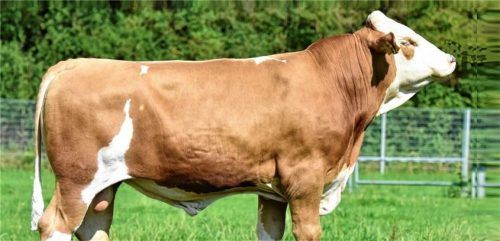 Auch „Wintergold“ wird bei der Zuchtschau zu sehen sein.Foto  Zuchtverband Mühldorf