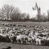 Der Wirtsstadel in Winden wird zum Raub der Flammen