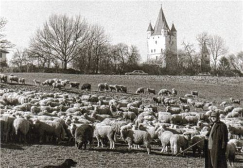 Auf den Wiesen um Haag weideten früher mehr Schafe als heute.Foto meindl