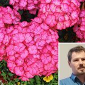 Wenn der Garten Stress hat