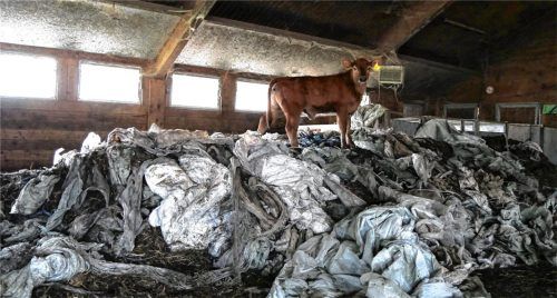 Bilder von Kühen in einem völlig verdreckten Stall sorgten im vergangenen Jahr im österreichischen Feldkirch für Aufregung. Untragbare Zustände in der Tierhaltung waren nun aber auch in unserer Region Thema. Ein Bauer aus Rimsting steht aktuell vor Gericht, jüngst wurden 400 verendete Hühner in einem Stall in Söchtenau entdeckt. Foto dpa