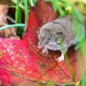 30 Prozent der getesteten Mäuse haben das Bornavirus