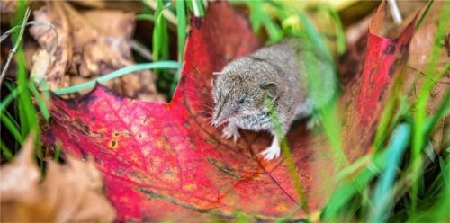 Bisher sind 220 Spitzmäuse untersucht worden, davon 40 Feldspitzmäuse. Sie gelten als Überträger für das Virus. Foto DPA