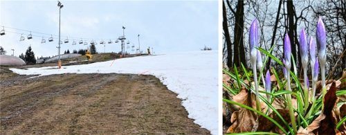 Blumen statt Schnee: Der zu warme Winter stellt Natur und Tourismus vor Herausforderungen. Foto dpa/