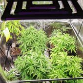 Cannabis-Legalisierung ist verantwortungslos