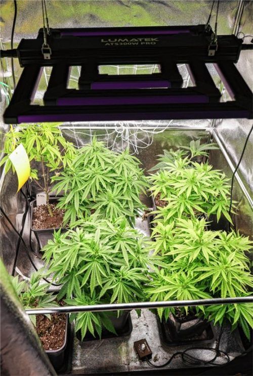 Cannabispflanzen in einem Aufzuchtzelt unter künstlicher Beleuchtung in einem Privatraum. Foto dpa