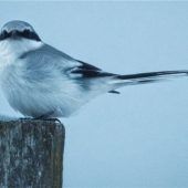 Mit Tarnzelt und Wildkamera