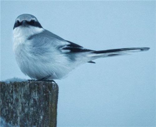 Der vom Aussterben bedrohte Raubwürger.