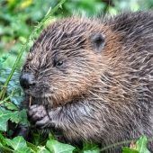 Wachsender Ärger über den Biber