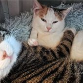 Tapfere Katzenkinder suchen liebevolles Zuhause