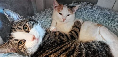 Die Geschwister Räuber und Ronja (von links) freuen sich über ein liebevolles Zuhause.Foto re