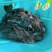 Ist der „Osterhase“ in Gefahr?