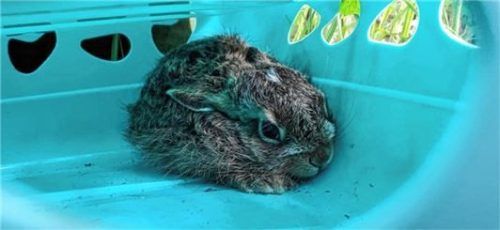 Die Hasenjungen werden in Kisten vor den Mähmaschinen gerettet. Foto Marie-Therese Schurrer