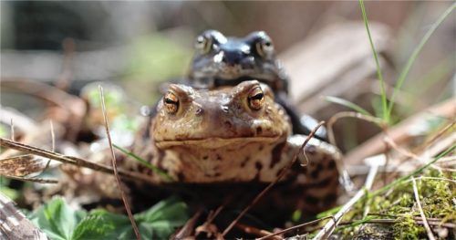 Die kleinen Männchen reisen gerne auf den Rücken der Weibchen mit. Foto Michael Bartel