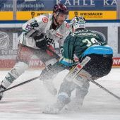 Starbulls: Nur brav spielen reicht nicht!