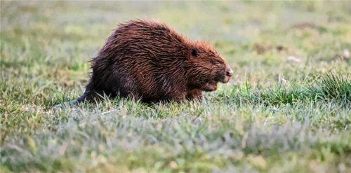 Ein Biber und seine Bauten in Schnaitsee beschäftigen Gemeinderat, Landratsamt und Naturschützer. Foto dpa