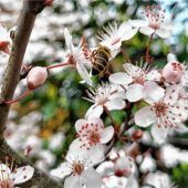 Frühere Vermehrungszeit bei Bienen