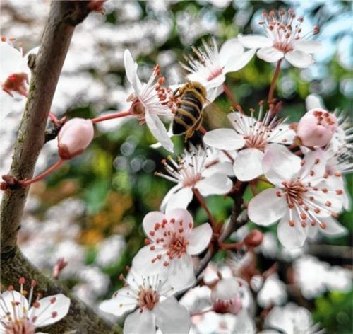 Eine Biene auf einer Kirschpflaumenblüte Foto Römersberger