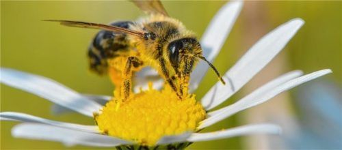 Eine Wildbiene sucht nach Nektar auf einer Blüte einer Magerwiesen-Margerite. Foto dpa
