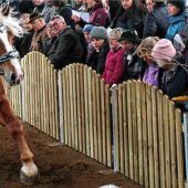 Schneidige Burschen auf vier Hufen