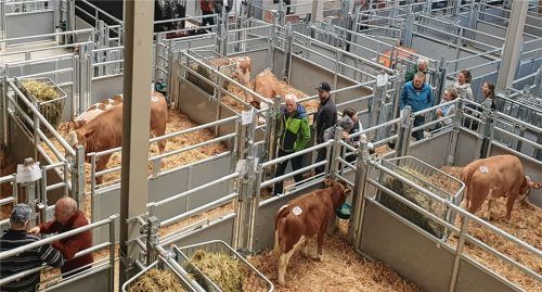 Im lichtdurchfluteten Stall können bis zu 900 Kälber beziehungsweise 180 Stück Großvieh untergebracht werden. Foto Oberkandler