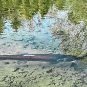 Huchen zieht im Triftbach seine Bahnen