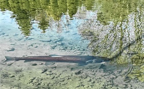 Im seichten Gewässer des Triftbachs in Bad Aibling ist der Huchen mit bloßem Auge gut zu erkennen. Foto Kotter