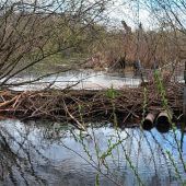 „Der Biber muss weg!“
