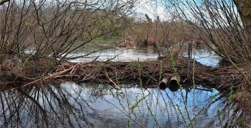 In direkter Nachbarschaft zur Blumenstraße in Kolbermoor hat sich der Biber häuslich eingerichtet und Dämme gebaut. Foto dpa