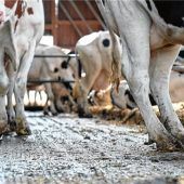 Rimstinger Landwirt erklärt sich für schuldig