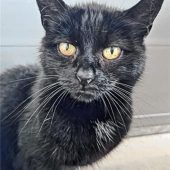 Sammy wünscht sichein Leben als Prinz