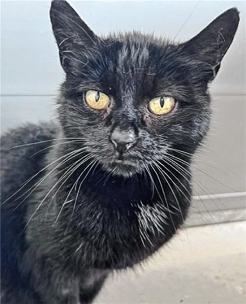 Kater Sammy ist ein liebevoller Einzelgänger. Foto re