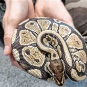 Königspython in Übersee gefunden