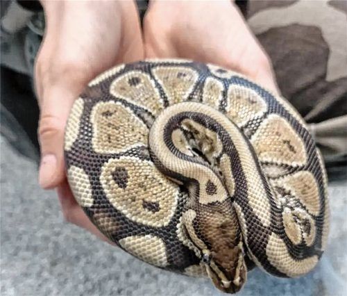 Königspython Flummi wird derzeit im Rosenheimer Tierheim versorgt. Foto Tierschutzverein Rosenheim