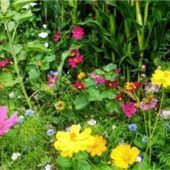 Kostenlose Tütchen mit Blumensamen