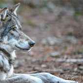Gefahr einer Wolfsattacke ist gering