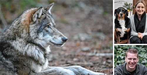 Müssen Bürger aus Feldkirchen-Westerham wie beispielsweise Annette Thielmann, hier mit Hund Moses, Angst vor dem Wolf haben? Zu dieser Frage hat Experte Frank Faß, der in Niedersachsen das Wolfcenter betreibt, Stellung genommen. Foto dpa/Patrick Pleul, www.wolfcenter.de, re