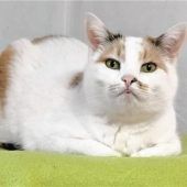 Ann sucht Zuhause mit Garten