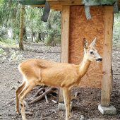 Marode Zäune sind Gefahr für Tiere