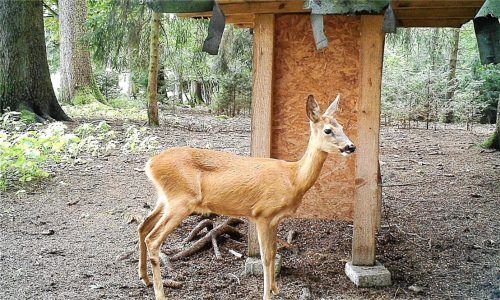 Noch genügend Rehe spazieren durch die Wälder, wie Beobachtungen und Aufnahmen von Fotofallen bestätigen. Damit diese sich in kaputten Zaunresten nicht verfangen, sollten diese entfernt werden.Foto unterforsthuber