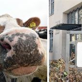Wegen Tierquälerei vor Gericht