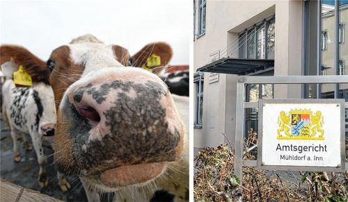 Schon wieder wegen Tierquälerei musste sich ein Viehhändler vor dem Amtsgericht verantworten. Foto Latta/Symbolbild picture alliance-dpa-Carmen Jaspersen