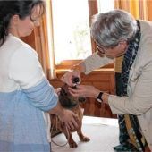 Tierische Laufsteg-Stars