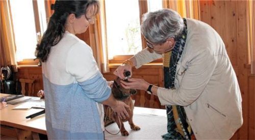 Wenn auch nicht angenehm, so ließen die Hunde dennoch zu, dass Zuchtrichterin Iris Steigmüller (rechts) deren Gebissen auf den Zahn fühlen konnte. Foto Peter Strim