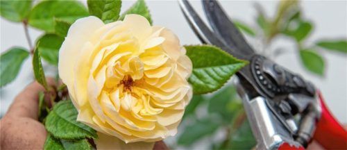 Wertvolle Tipps zum fachmännischen Schneiden der Rosen (Symbolbild) erfahren die Mitglieder des Obst - und Gartenbauvereins in einem Kurs, der dieses Jahr neben vielen weiteren Veranstaltungen angeboten wird.Foto  DPA